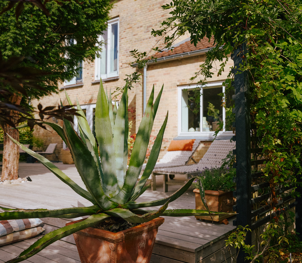 Terrasse med agave i terrakottakrukke, liggestol og gulstensfacade